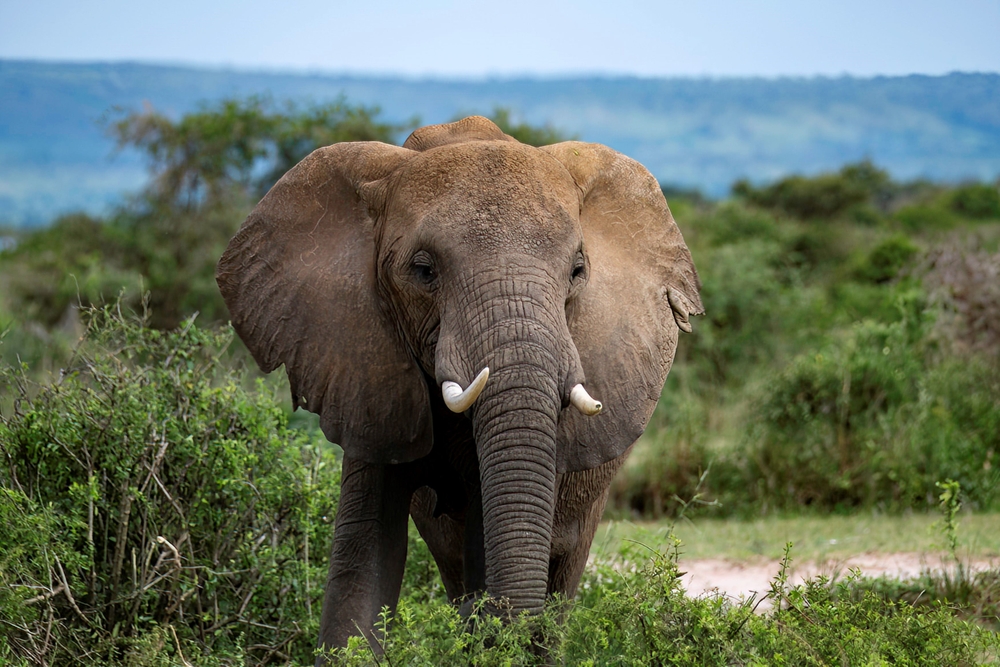 小蟹子Betty-南非+史瓦帝尼-開普敦.德爾班.克魯格.聖塔露西亞濕地17日